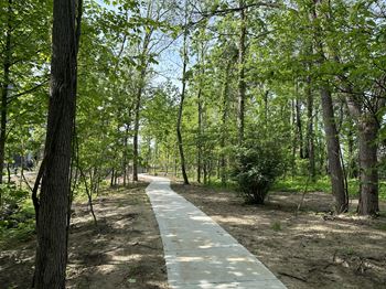 A path in the middle of a forest